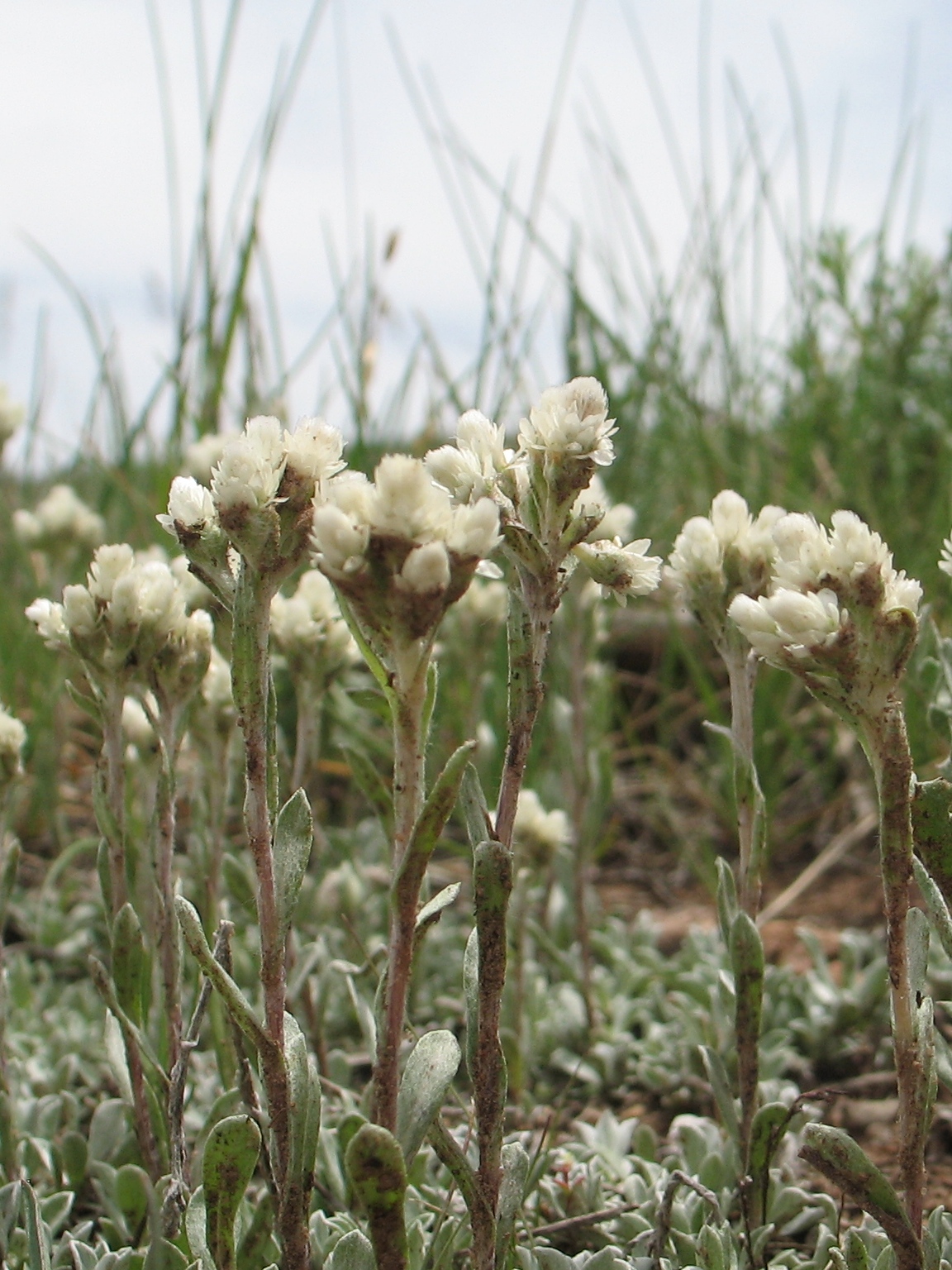 Antennaria corymbosa